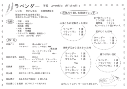 ラベンダー 学名 Lavandula officinallis 効能 使い方 お風呂で楽しむ精油