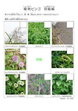 川辺の植物ビンゴ-初級編（PDF形式 286KB）