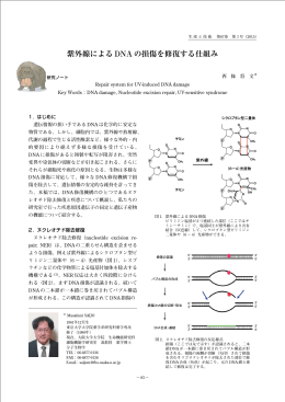 紫外線による DNA の損傷を修復する仕組み