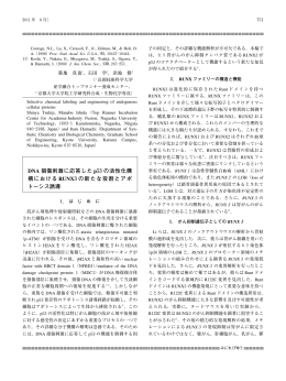 DNA損傷に応答したRUNX3とp53の相互作用