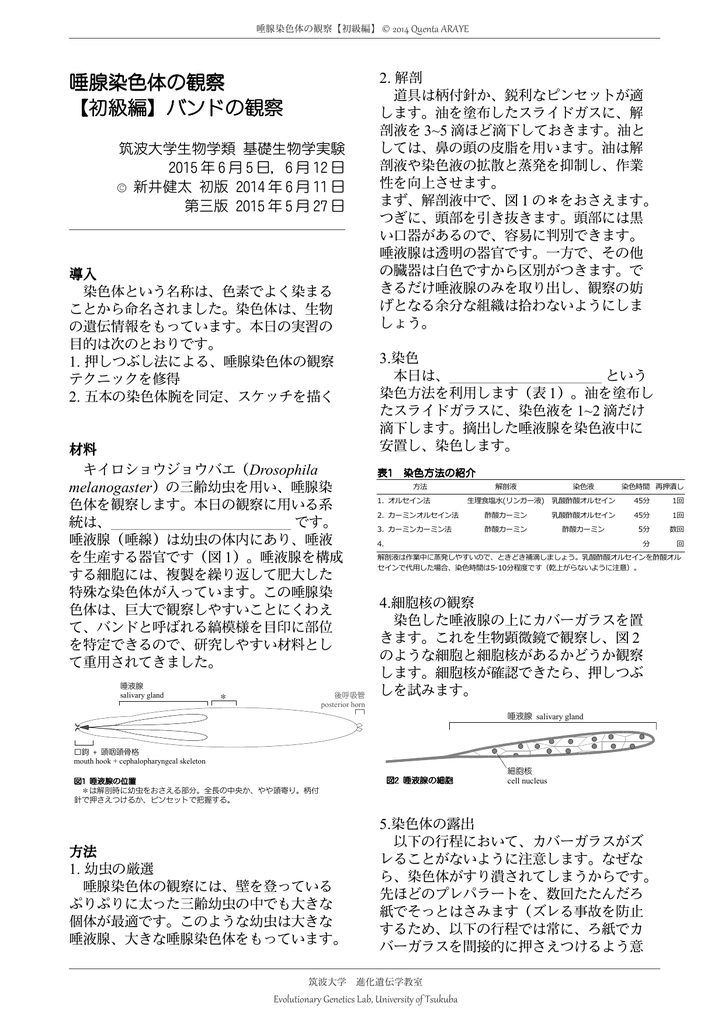 唾腺染色体の観察 初級編 バンドの観察