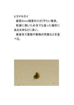 ヒラマキガイ 直径5mm程度の小さく平たい巻貝。 乾燥に弱いため冬でも