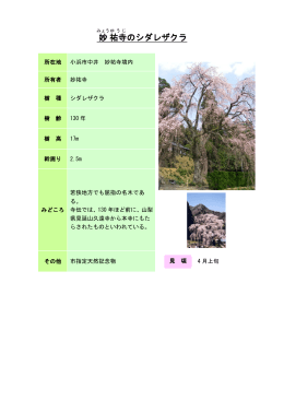 23若狭：妙祐寺のシダレザクラ（PDF形式 171キロバイト）