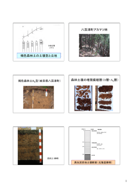 褐色森林土の土壌型と立地 八百津町アカマツ林 森林土壌の堆積腐植層