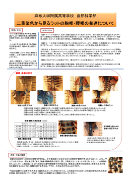 二重染色から見るラットの胸椎・腰椎の発達について