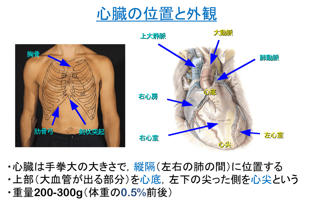 心臓の位置と外観