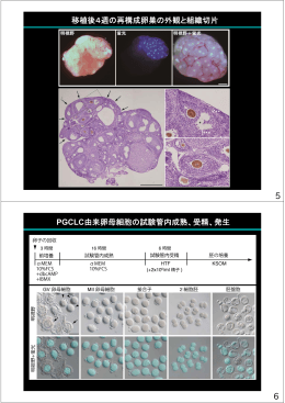 移植後4週の再構成卵巣の外観と組織切片 PGCLC由来卵母細胞の