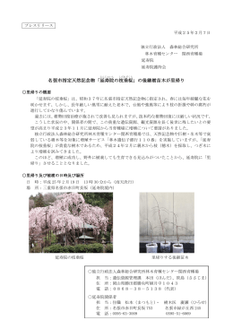 名張市指定天然記念物「延寿院 の枝垂桜 」の後継樹