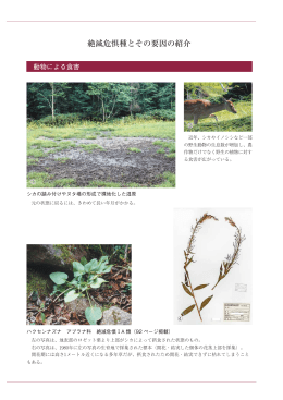 絶滅危惧種とその要因の紹介