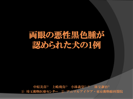 両眼の悪性黒色腫が 認められた犬の1例