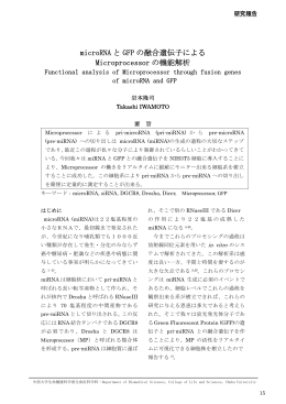 microRNA と GFP の融合遺伝子による Microprocessor の機能解析