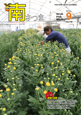 夏菊の収穫 - 南さつま市