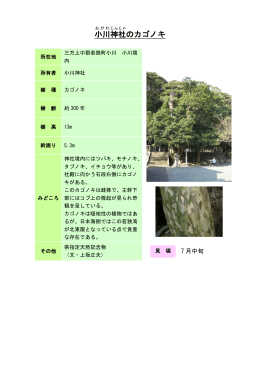 34若狭：小川神社のカゴノキ（PDF形式 180キロバイト）