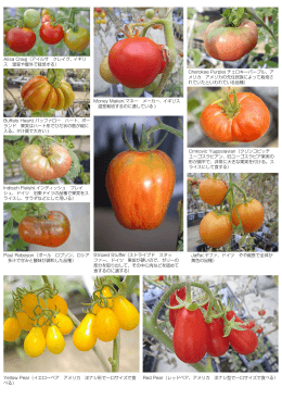 生で食べる桃色のトマト