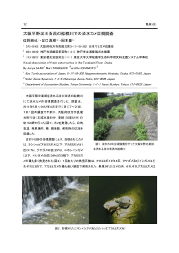 大阪平野淀川支流の船橋川での淡水カメ目視調査