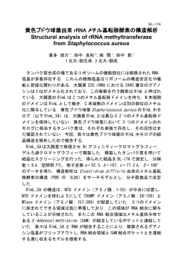 黄色ブドウ球菌由来 rRNA メチル基転移酵素の構造解析 Structural