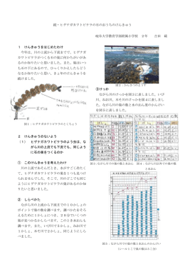 続・ヒゲナガカワトビケラのよう虫の石のおうちのけんきゅう