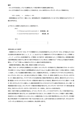 29 転写 RNA 分子の合成は、いろいろな酵素とタンパク質が関与する