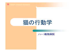 猫の行動学 - ハート 動物病院