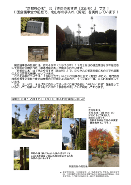 京都府の木 は 『きたやますぎ（北山杉）』 です !! （ 国会議事堂の前庭で