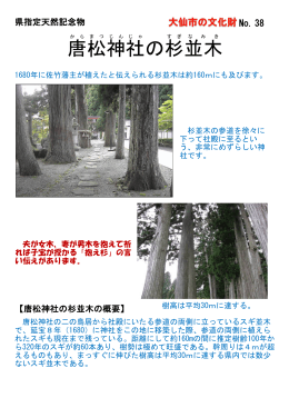 唐松 神社 の杉 並木