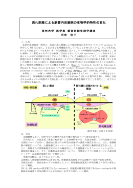 流れ刺激による脈管内皮細胞の生物学的特性の変化