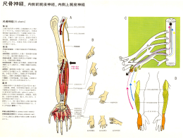尺骨神経, 内側前腕皮神経, 内側上腕皮神経