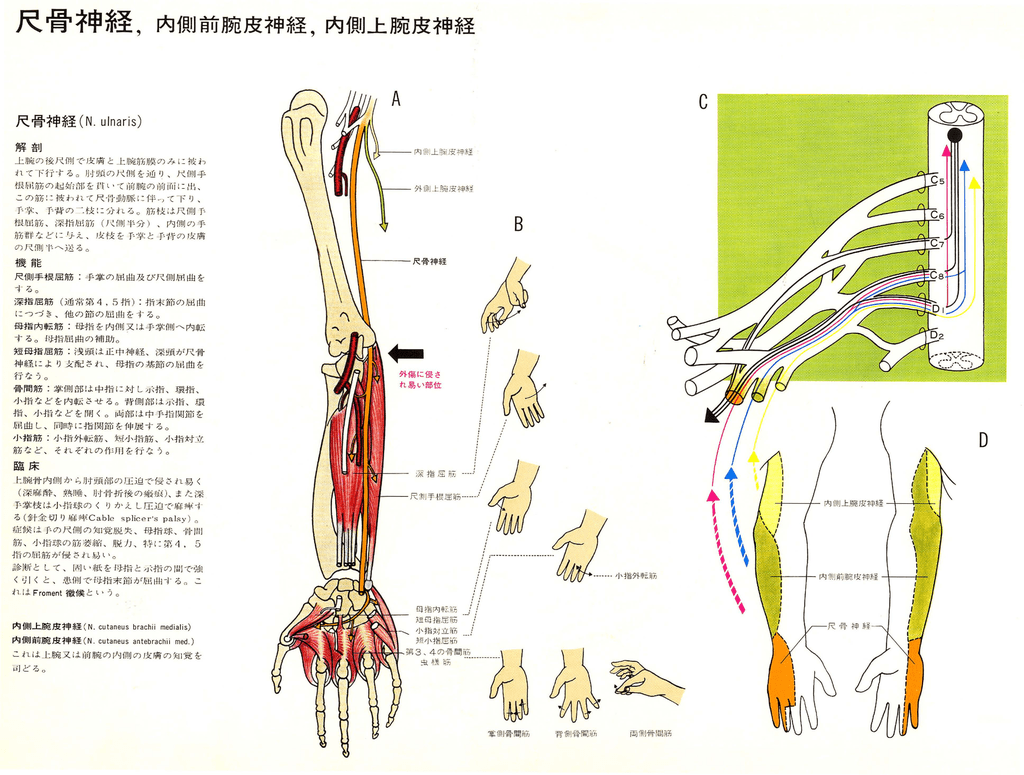 尺骨神経 内側前腕皮神経 内側上腕皮神経