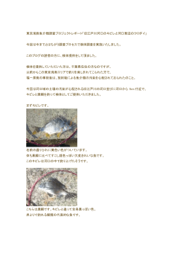 東京湾奥魚介類調査プロジェクトレポート「旧江戸川河口