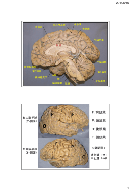 神経解剖学 授業資料