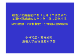 穂首分化期直前における分げつ次位別の 茎頂分裂組織の