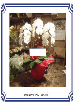 胡蝶蘭サンプル &yen;15,750～