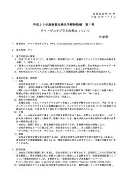 平成26年度病害虫発生予察特殊報 第1号 チャトゲコナジラミの発生
