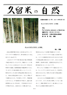 キンメイモウソウチク（イネ科） 猪上 信義 高良山西側中腹の谷沿いに約