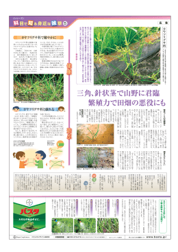 三角、針状茎で山野に君臨 - 茎葉処理型除草剤バスタ