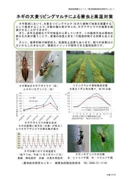 2 ネギの大麦リビングマルチによる害虫と高温対策（PDF：263KB）