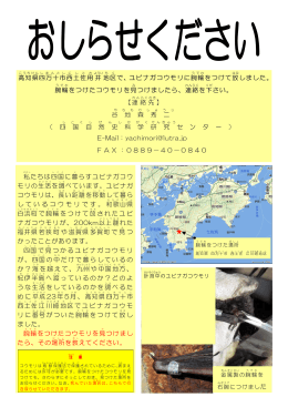 高知県 四万十市 西土佐用 井 地区 で、ユビナガコウモリに腕輪 をつけて
