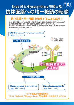 Endo-MとGlycosynthaseを使った 抗体医薬への均一糖鎖の転移