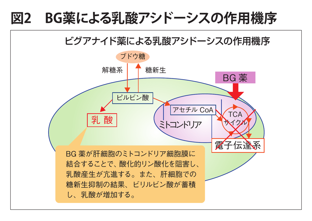 図2 Bg薬による乳酸アシドーシスの作用機序 D