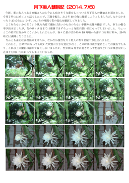 月下美人観察記 (2014.7/6)