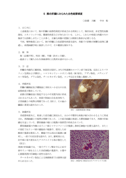 5 豚の肝臓に にみられた 白色結節病 病変