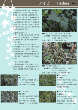 アイビー Hedera