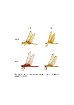 オス メス 未成熟 成熟 図1: ショウジョウトンボの未成熟のオス(左上)メス