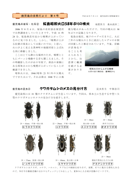 桜島昭和火口58年ぶりの噴火 クワガタムシのメスの見分け方