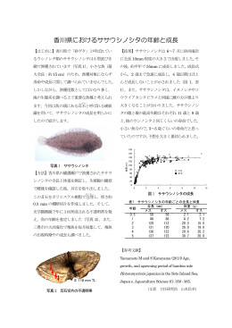 香川県におけるササウシノシタの年齢と成長