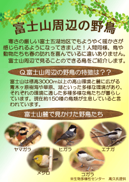 Q.富士山周辺の野鳥の特徴は？？ 富士山麓で見かけた野鳥たち