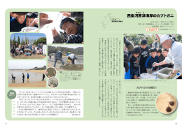 西条河原津海岸のカブトガニ