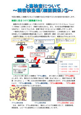 （細菌関係）3(PDF形式, 184.44KB)