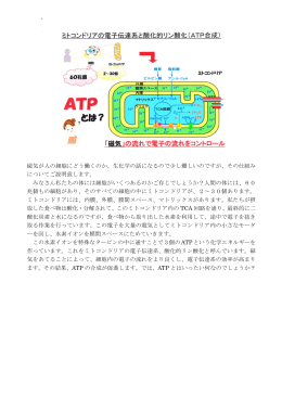 磁気が人の細胞にどう働くのか、生化学の話になるので少し難しいのです