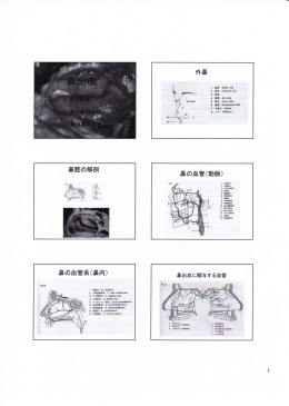 鼻腔の解剖 鼻の血管系(鼻内) 鼻の血管(動脈)